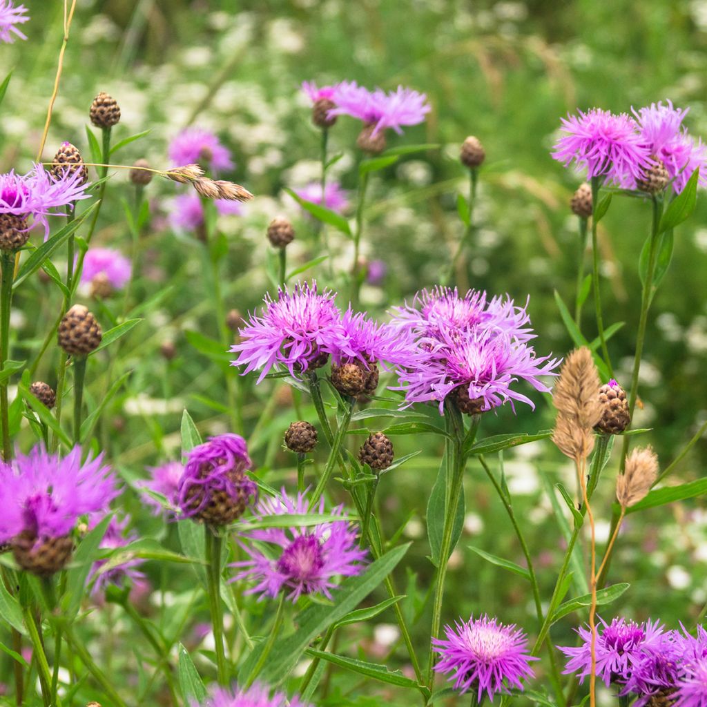 Centaurea jacea - Centaurée jacée