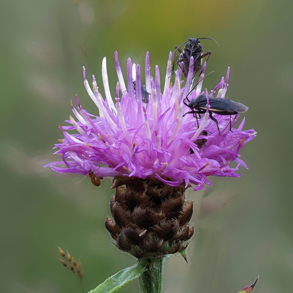 Centaurea jacea - Centaurée jacée