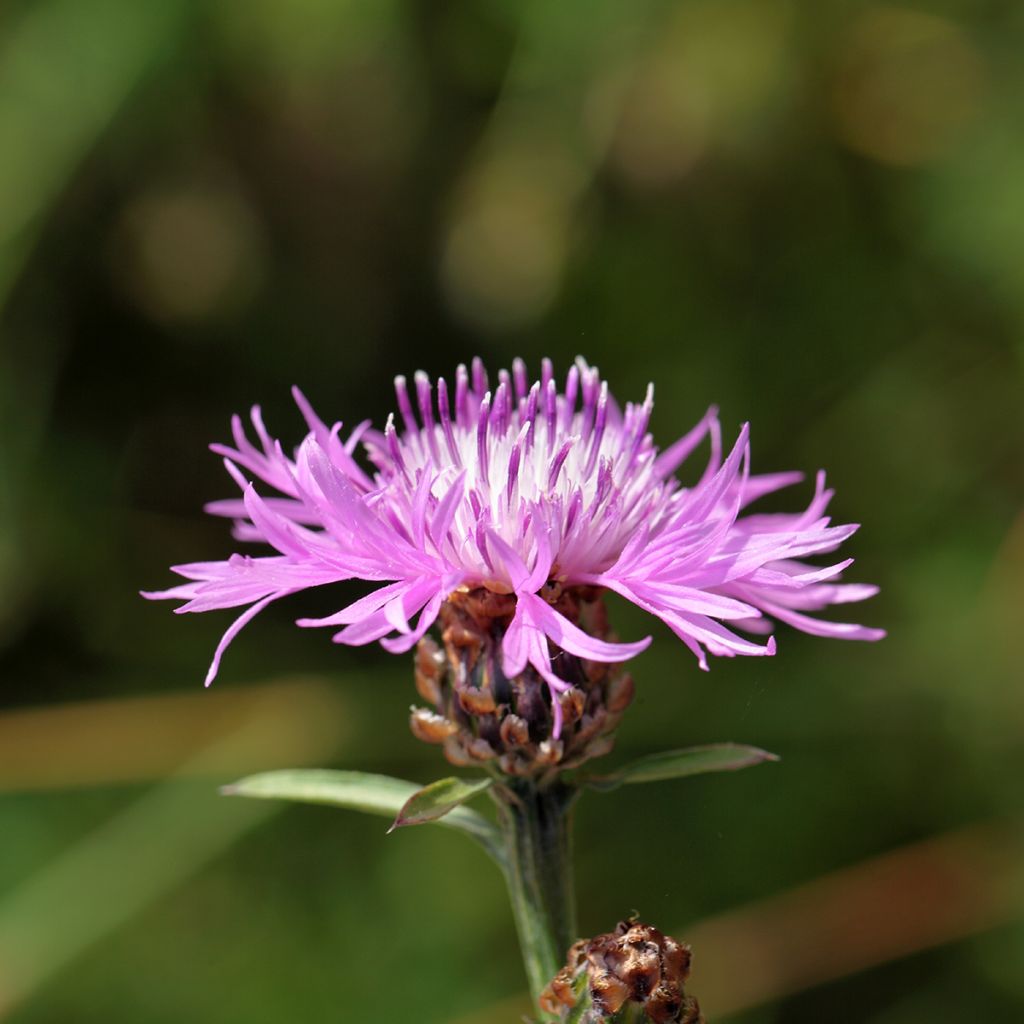 Centaurea jacea - Centaurée jacée