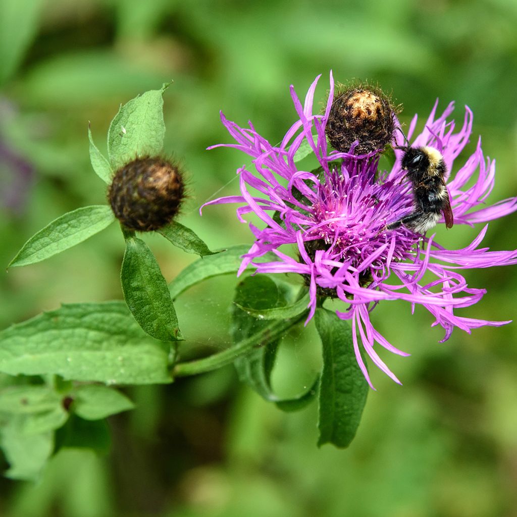 Centaurea jacea - Centaurée jacée