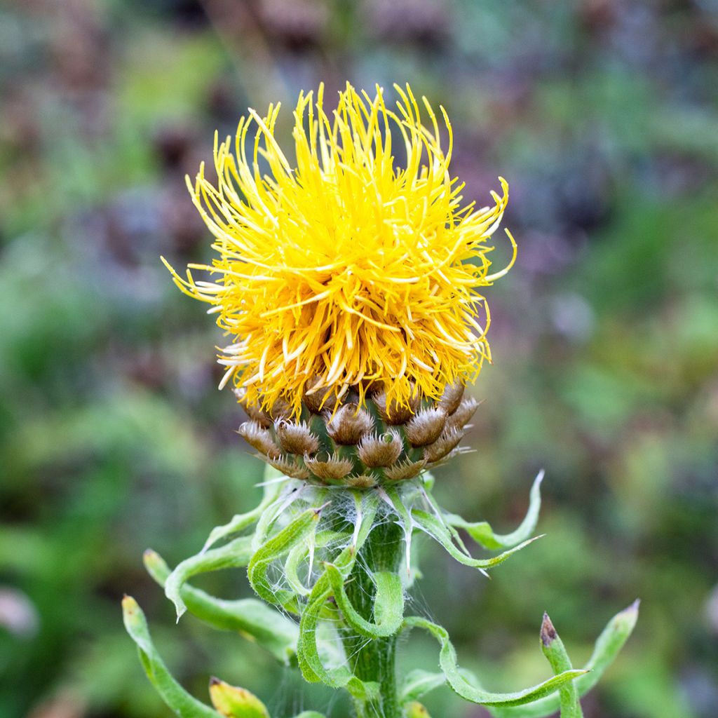 Centaurea macrocephala - Centaurée jaune