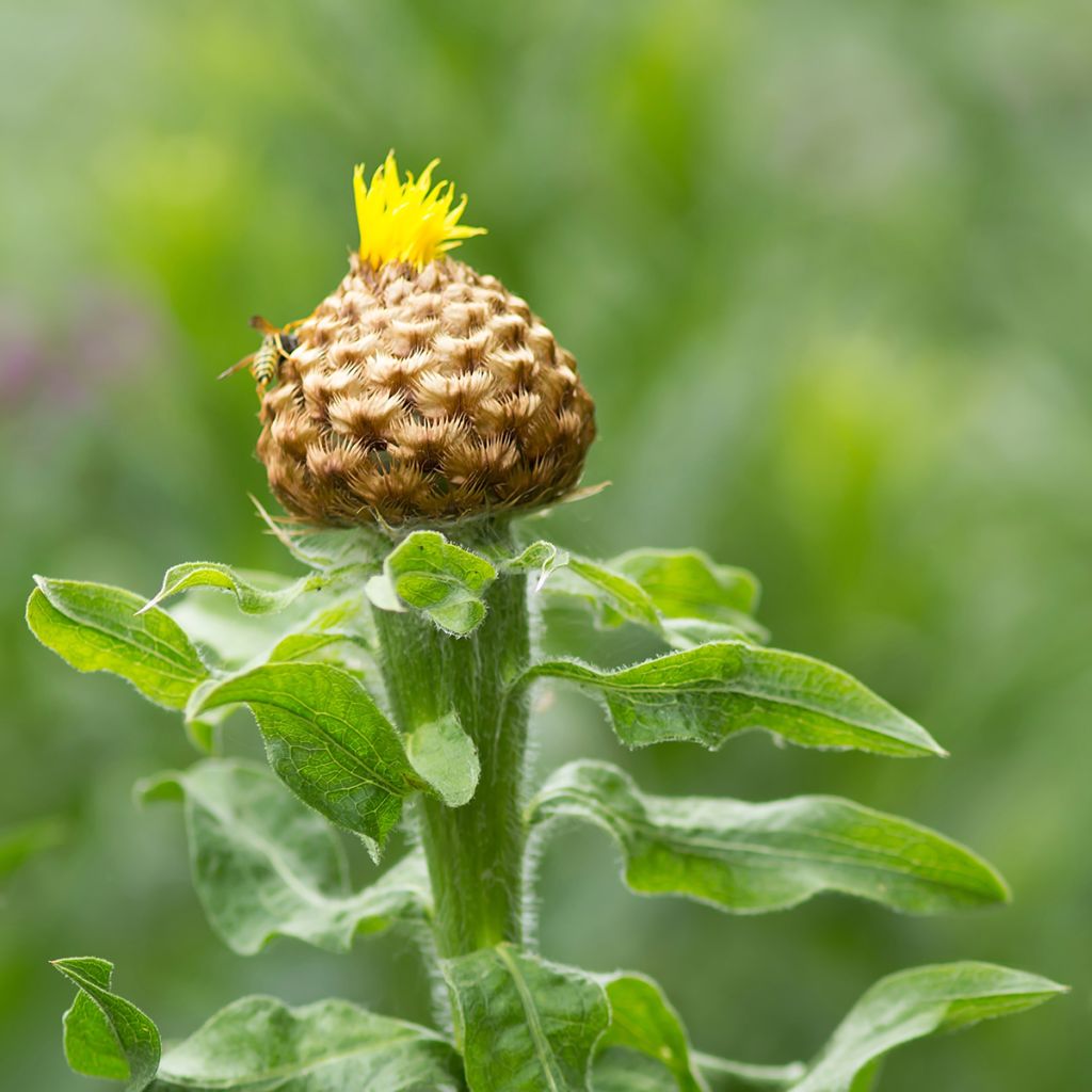 Centaurea macrocephala - Centaurée jaune