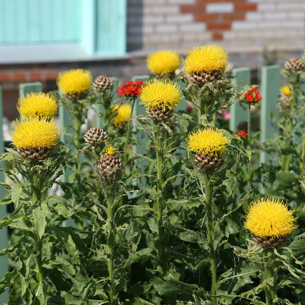 Centaurea macrocephala - Centaurée jaune