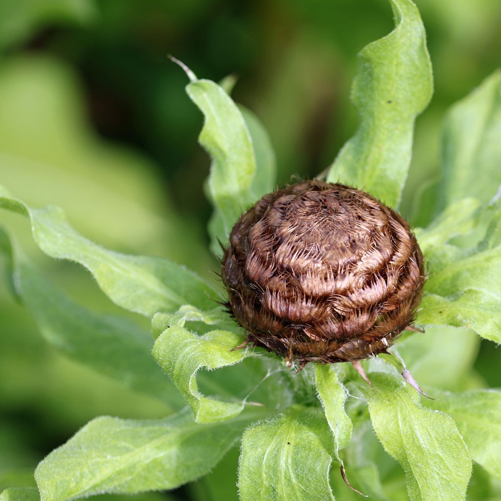 Centaurea macrocephala - Centaurée jaune