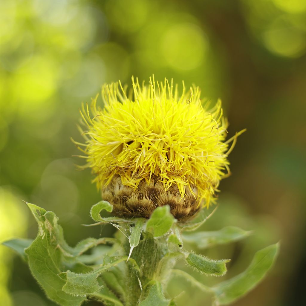 Centaurea macrocephala - Centaurée jaune