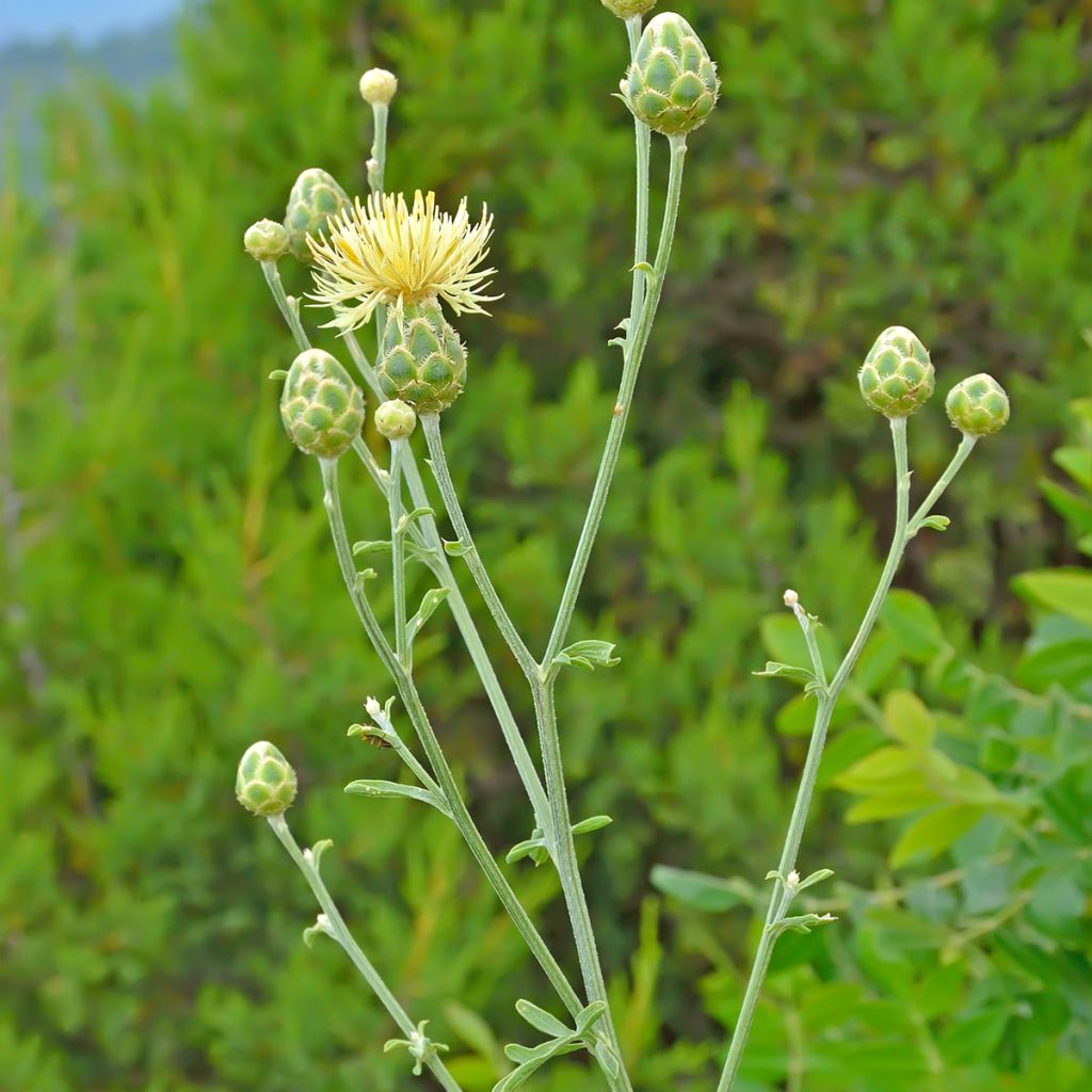 Centaurea orientalis - Centaurée d'Orient