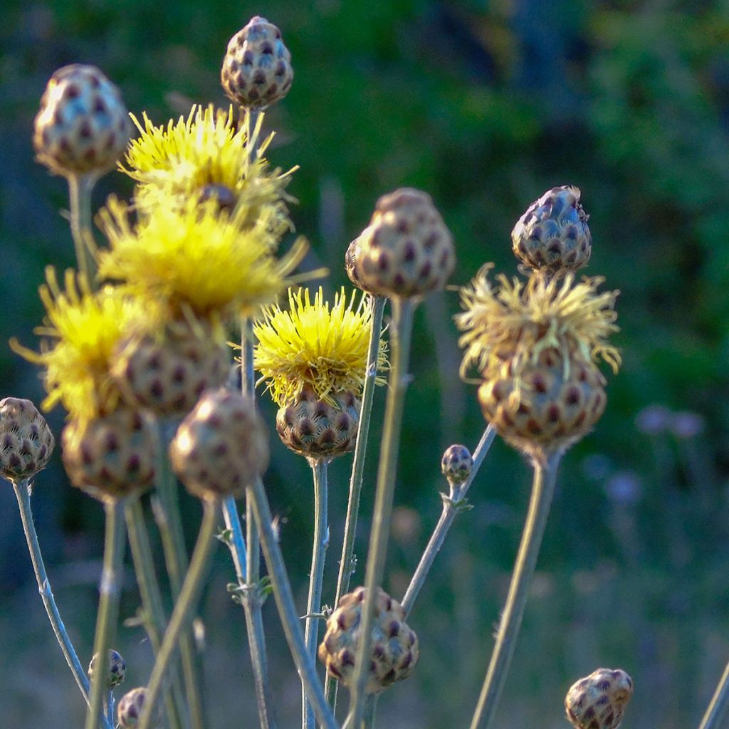 Centaurea orientalis - Centaurée d'Orient