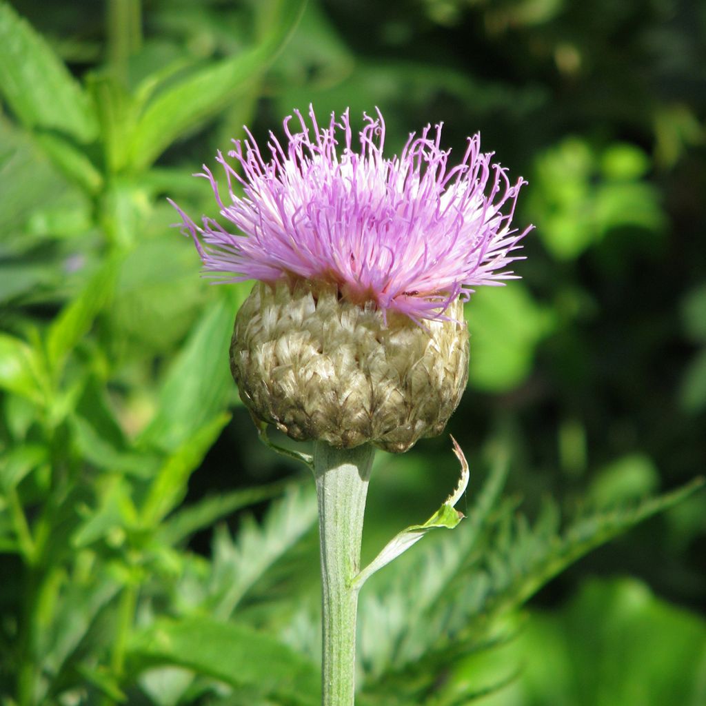 Centaurea Pulchra Major - Centaurée