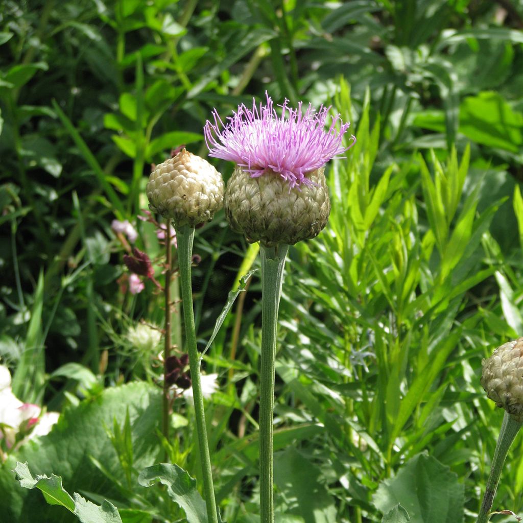 Centaurea Pulchra Major - Centaurée