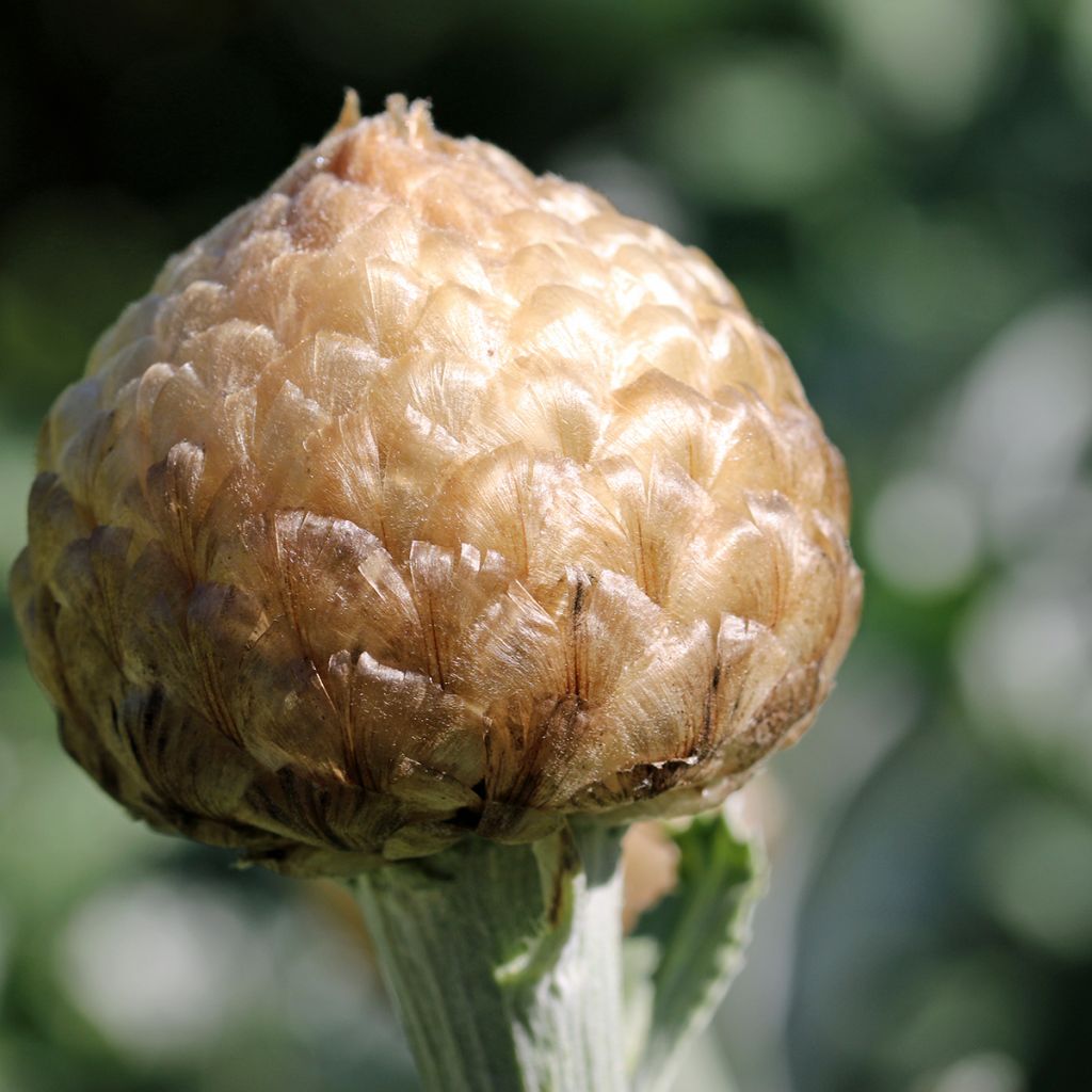 Centaurea Pulchra Major - Centaurée