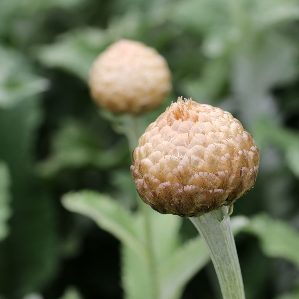 Centaurea Pulchra Major - Centaurée