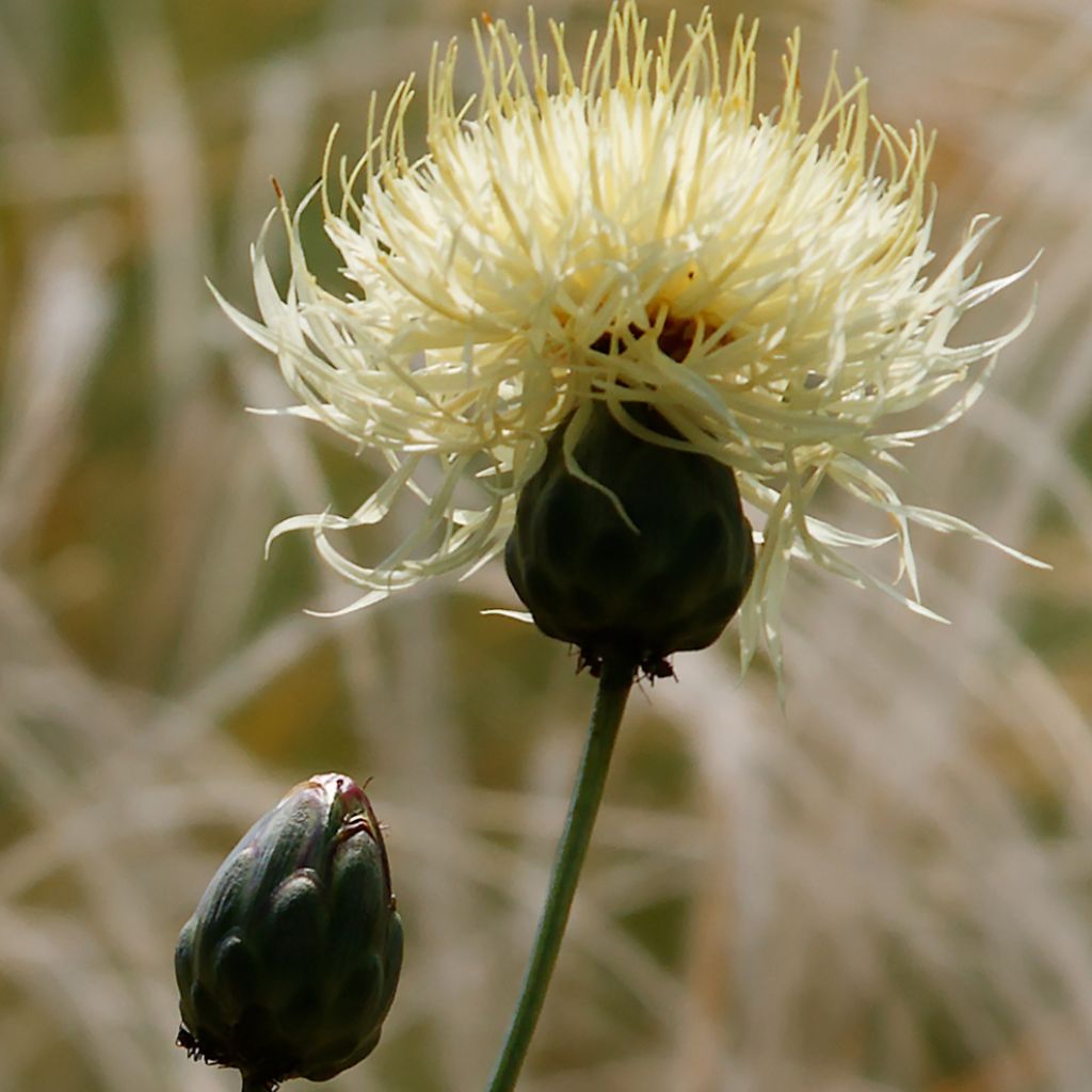 Centaurée, Centaurea ruthenica