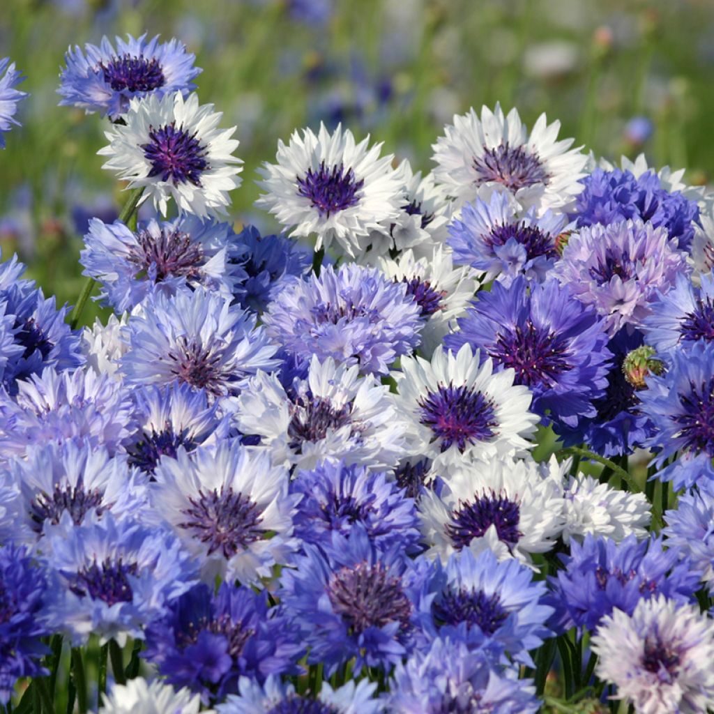 Graines de Centaurée bleuet Classic Fantastic - Centaurea cyanus