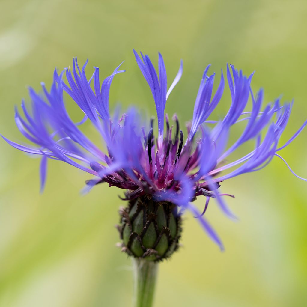 Centaurée, Centaurea triumfettii ssp. cana