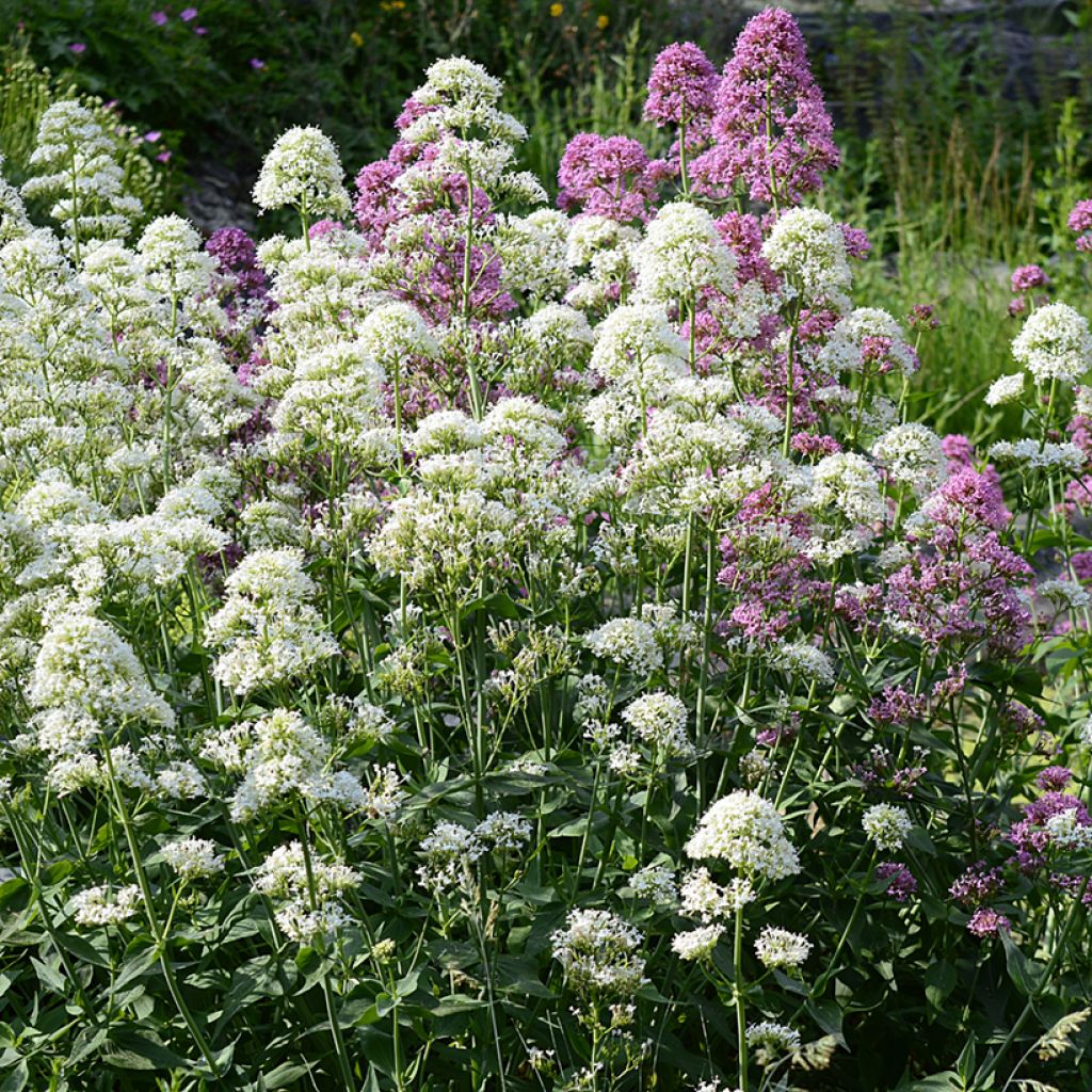 Valériane blanche, Centranthus ruber albus