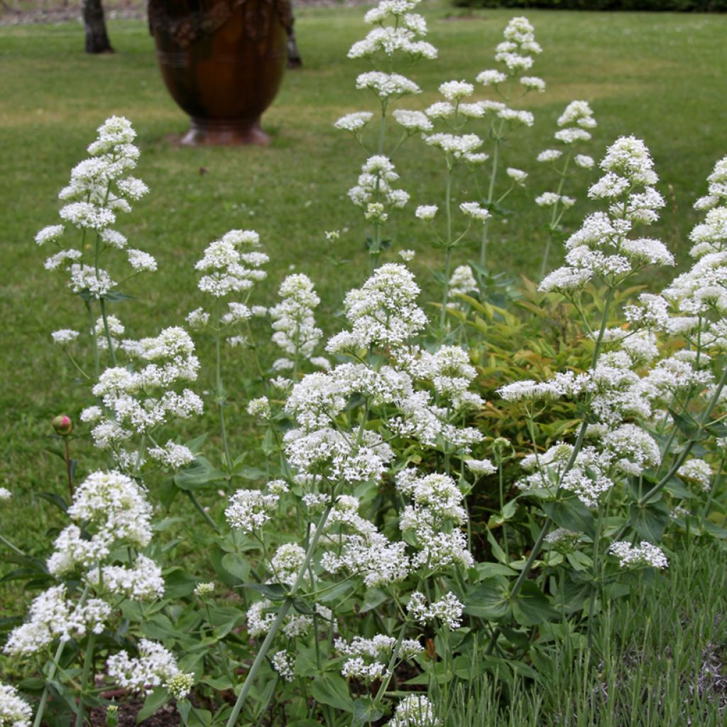 Valériane blanche, Centranthus ruber albus