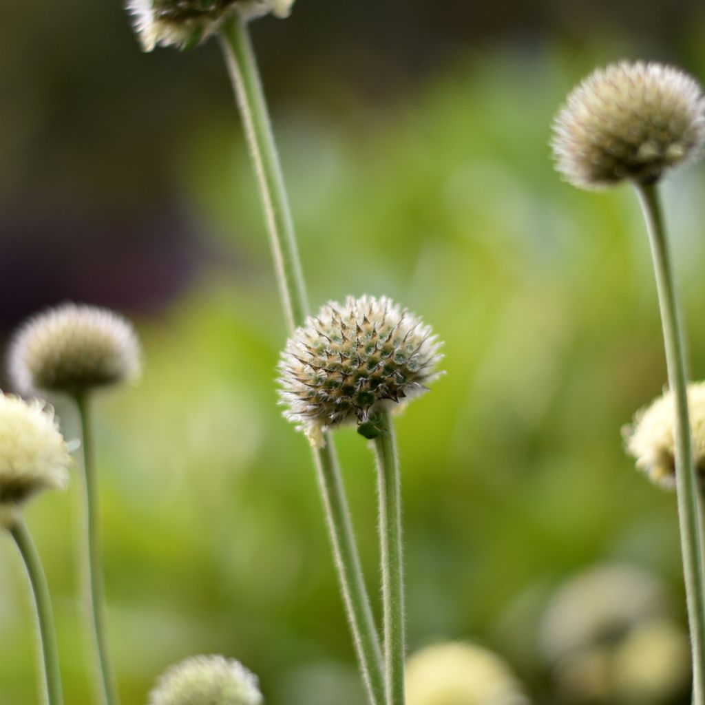 Cephalaria alpina - Scabieuse alpine jaune