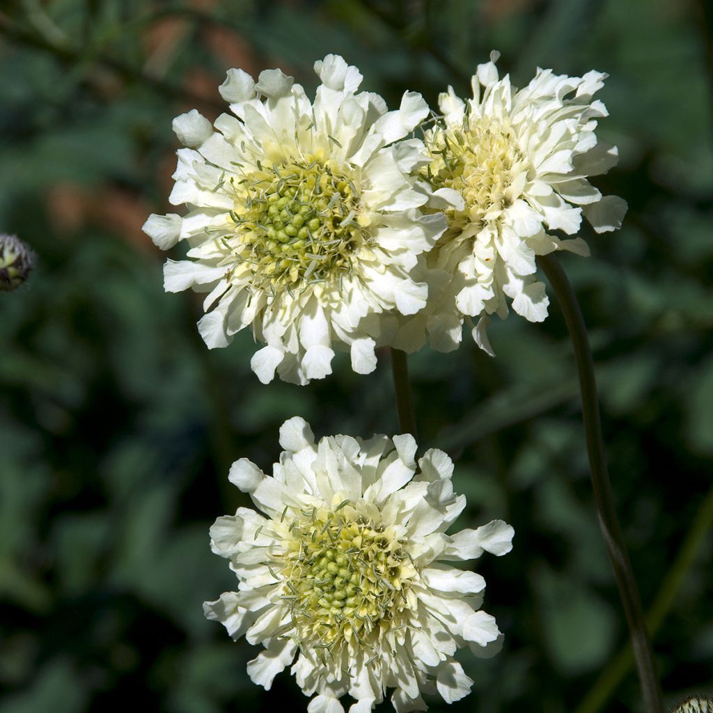 Cephalaria alpina - Scabieuse alpine jaune