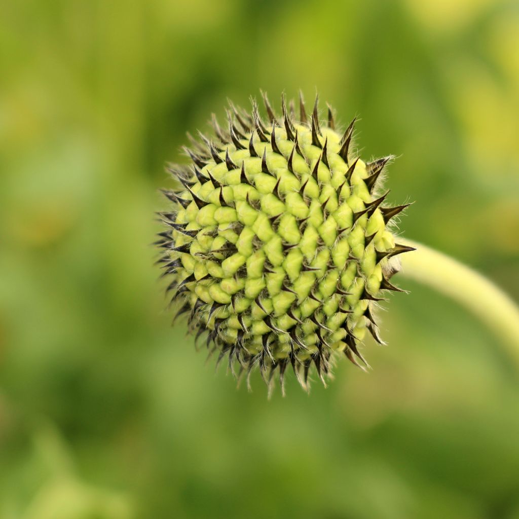 Cephalaria alpina - Scabieuse alpine jaune