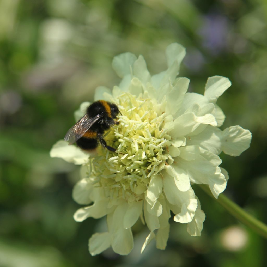 Cephalaria gigantea - Scabieuse géante