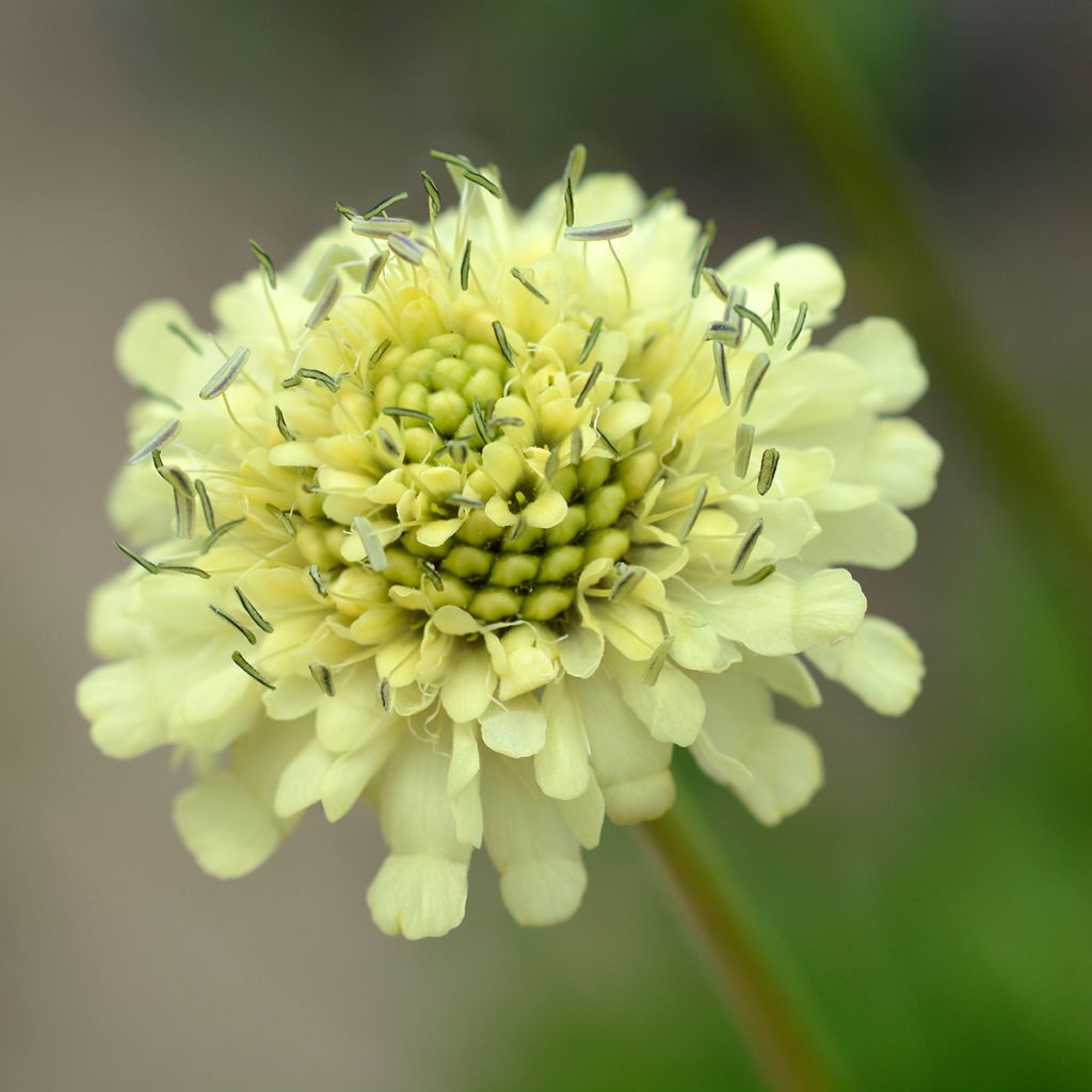 Cephalaria gigantea - Scabieuse géante