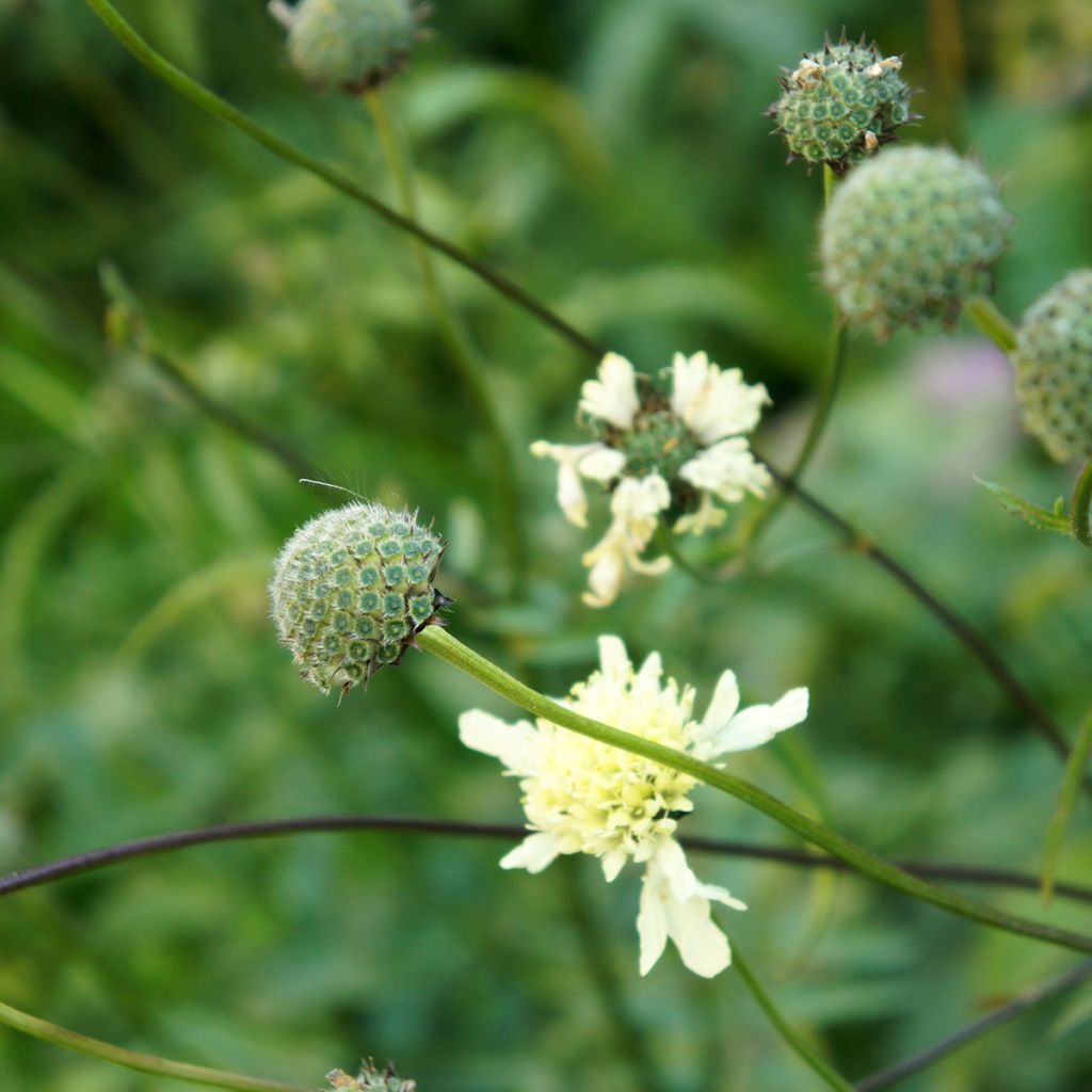 Cephalaria gigantea - Scabieuse géante