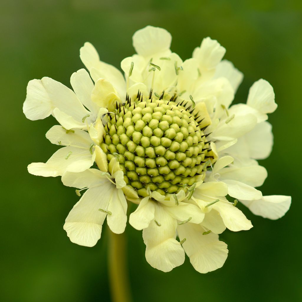 Cephalaria gigantea - Scabieuse géante