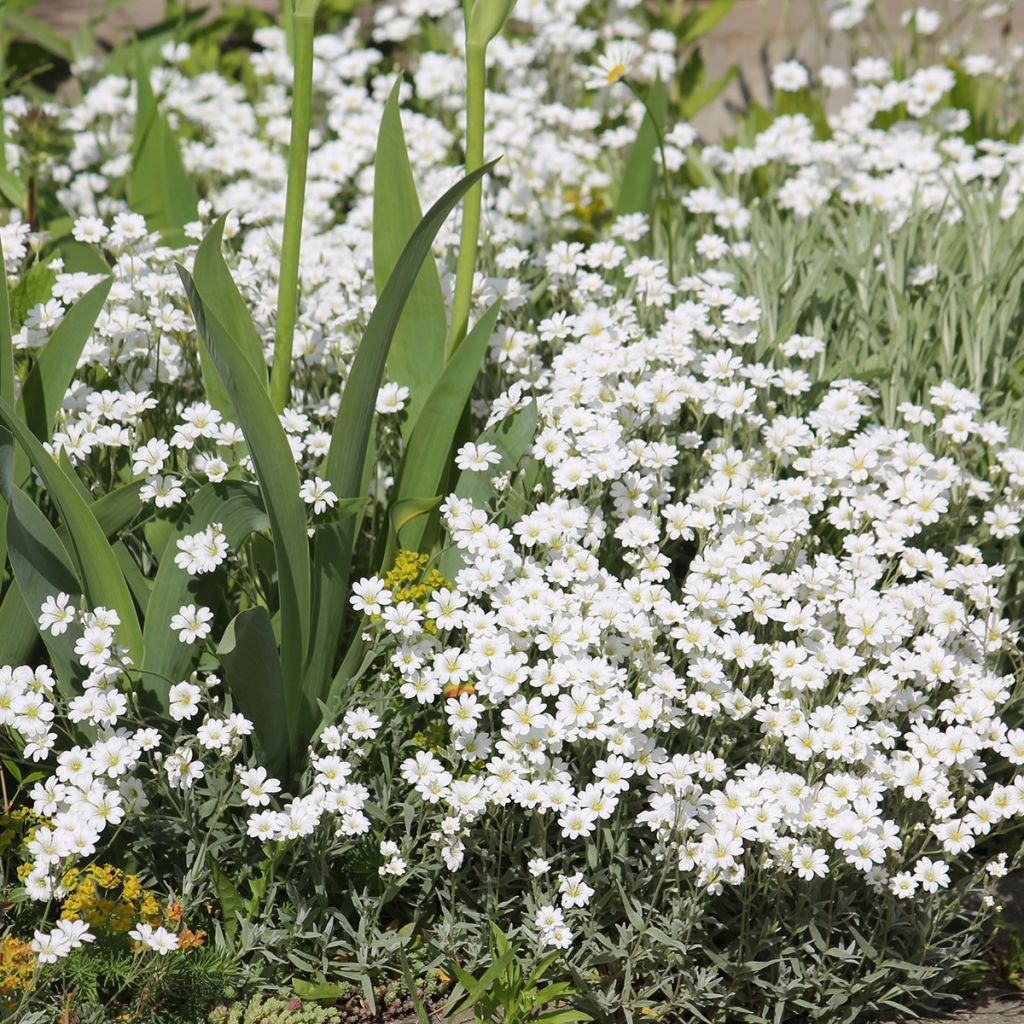 Cerastium biebersteinii - Oreille de souris 