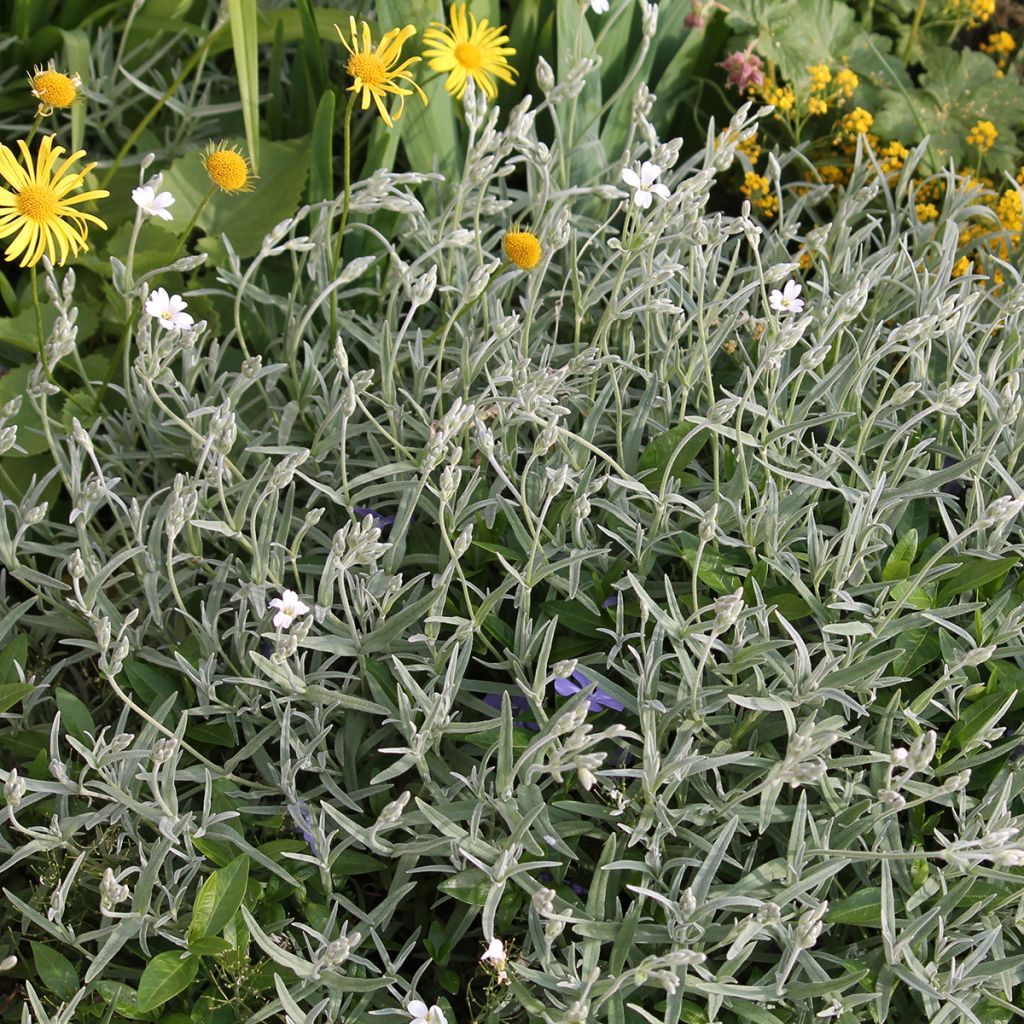 Cerastium biebersteinii - Oreille de souris 