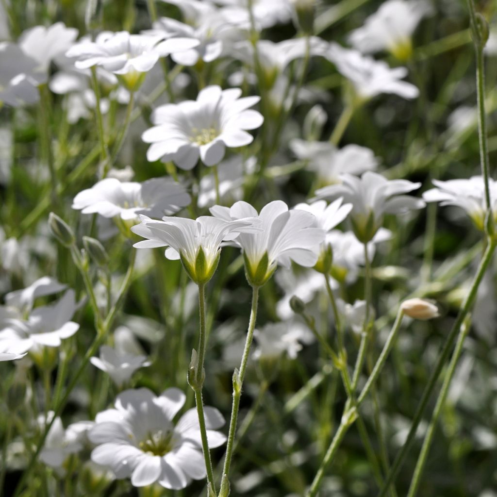 Cerastium biebersteinii - Oreille de souris 