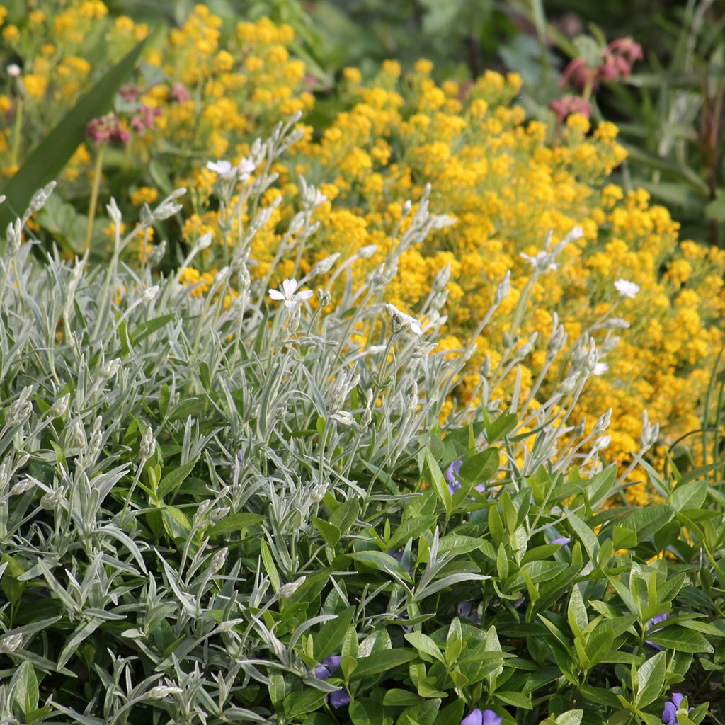 Cerastium biebersteinii - Oreille de souris 