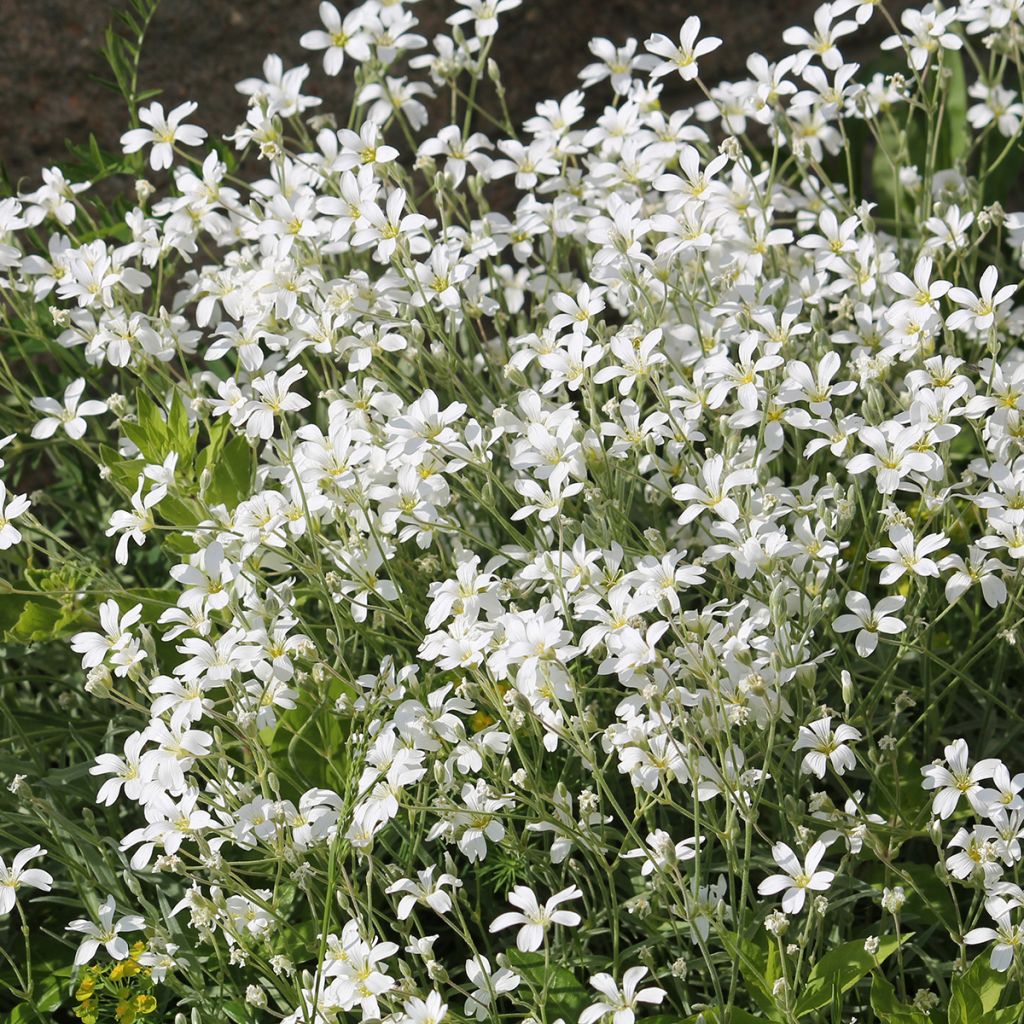 Cerastium biebersteinii - Oreille de souris 