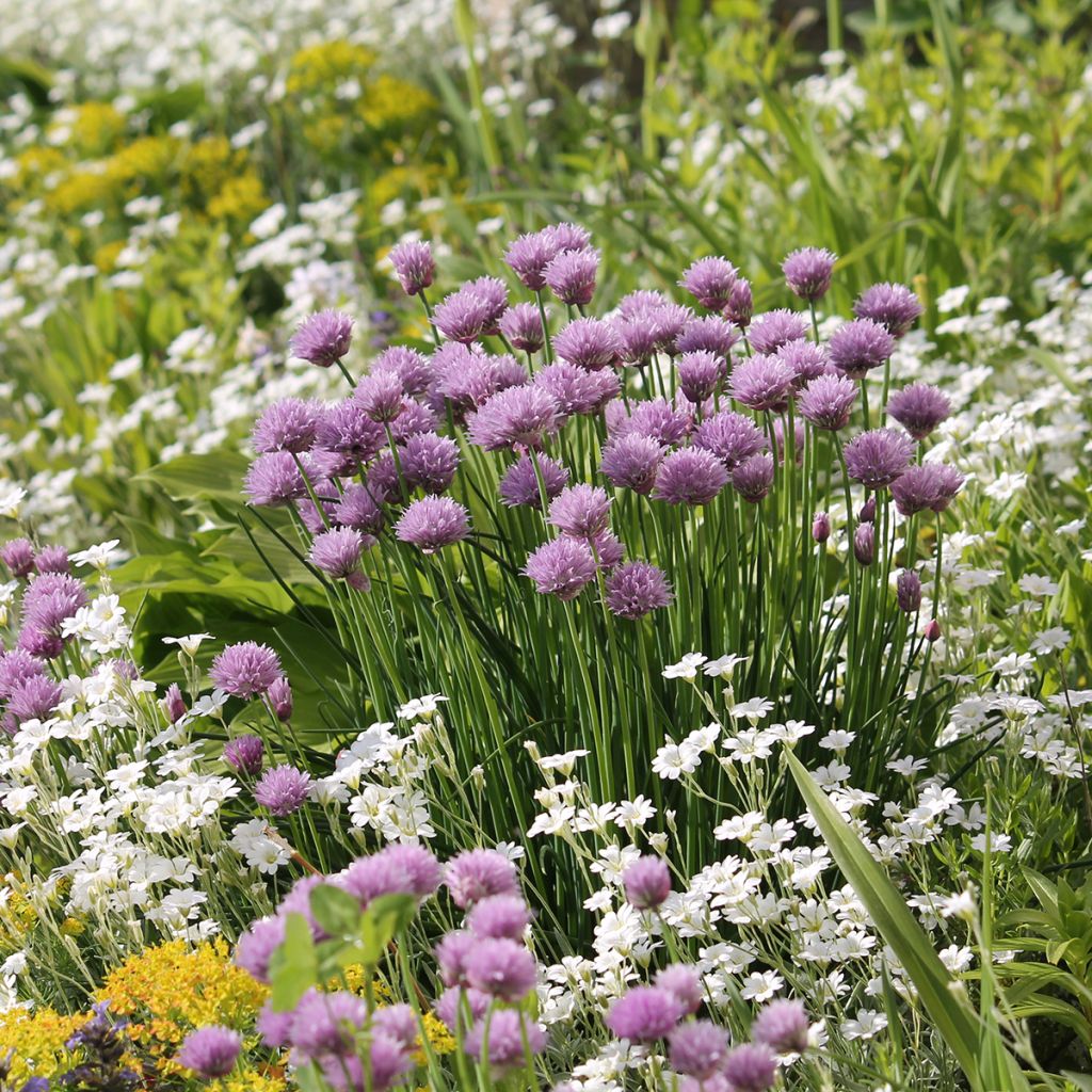 Cerastium biebersteinii - Oreille de souris 