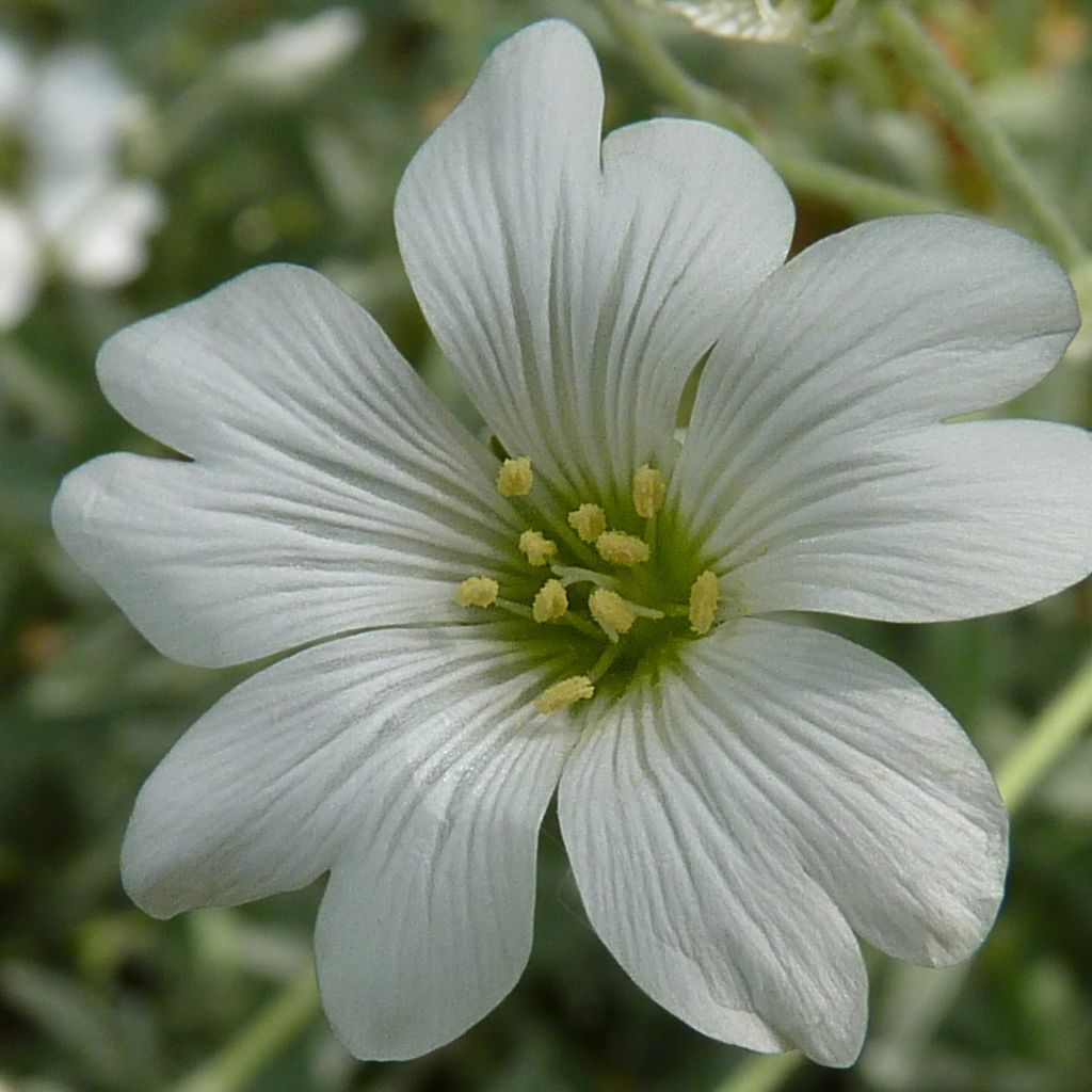 Cerastium tomentosum Yo Yo - Oreille de souris