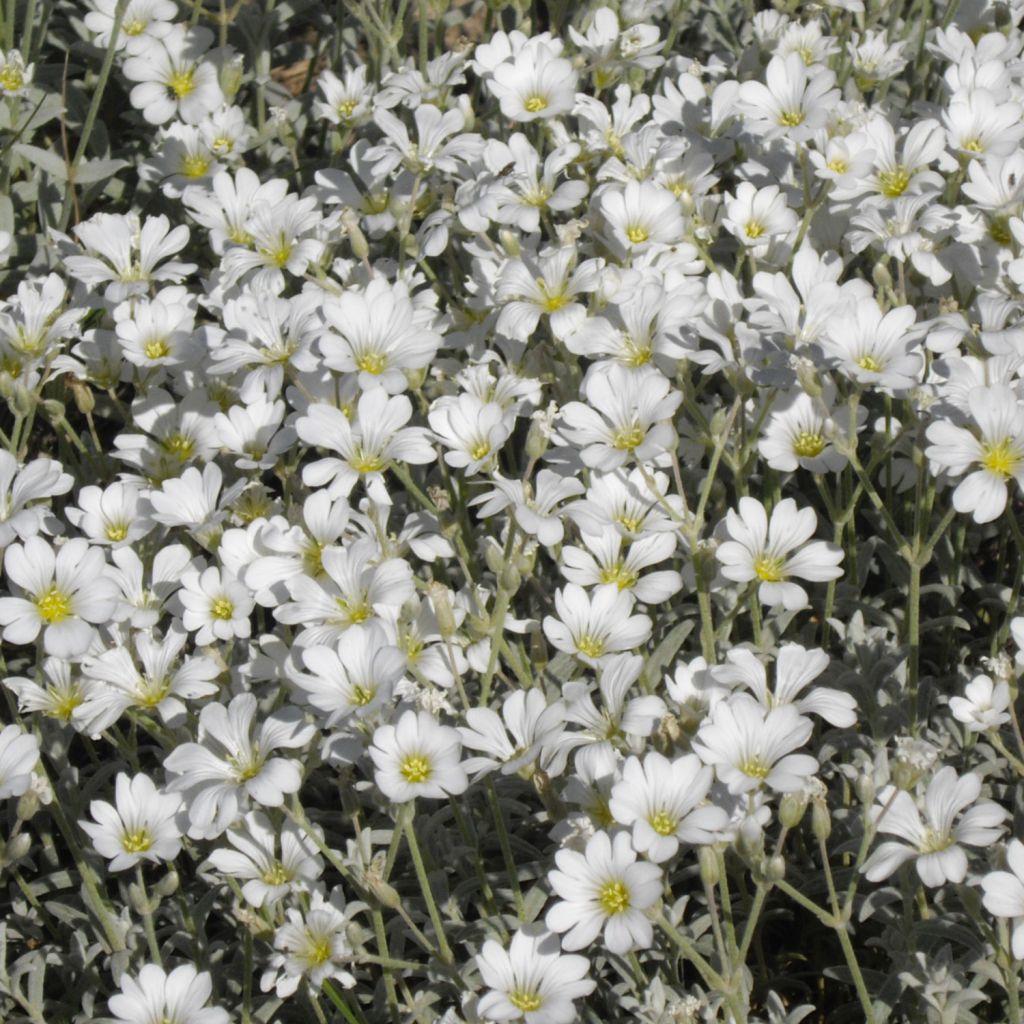 Cerastium tomentosum Yo Yo - Oreille de souris