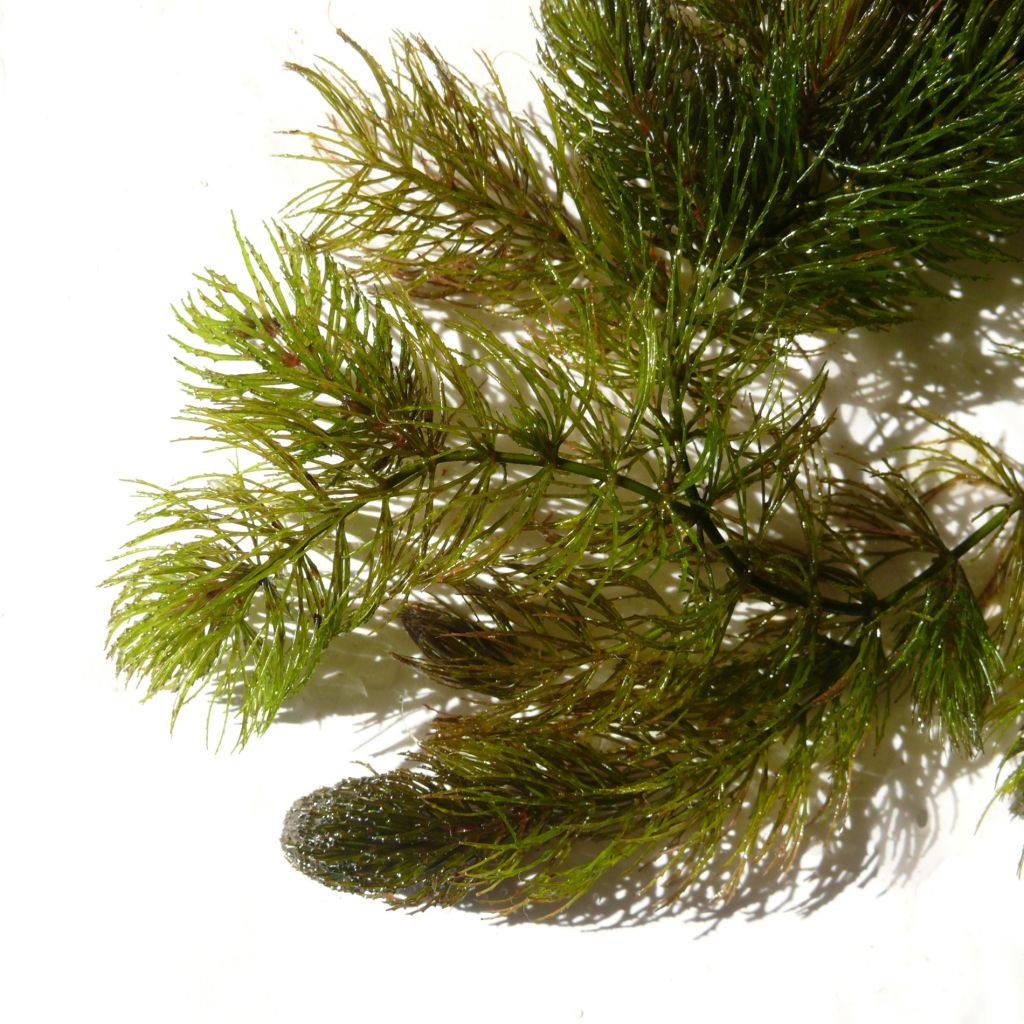 Ceratophyllum demersum - Cératophylle épineux
