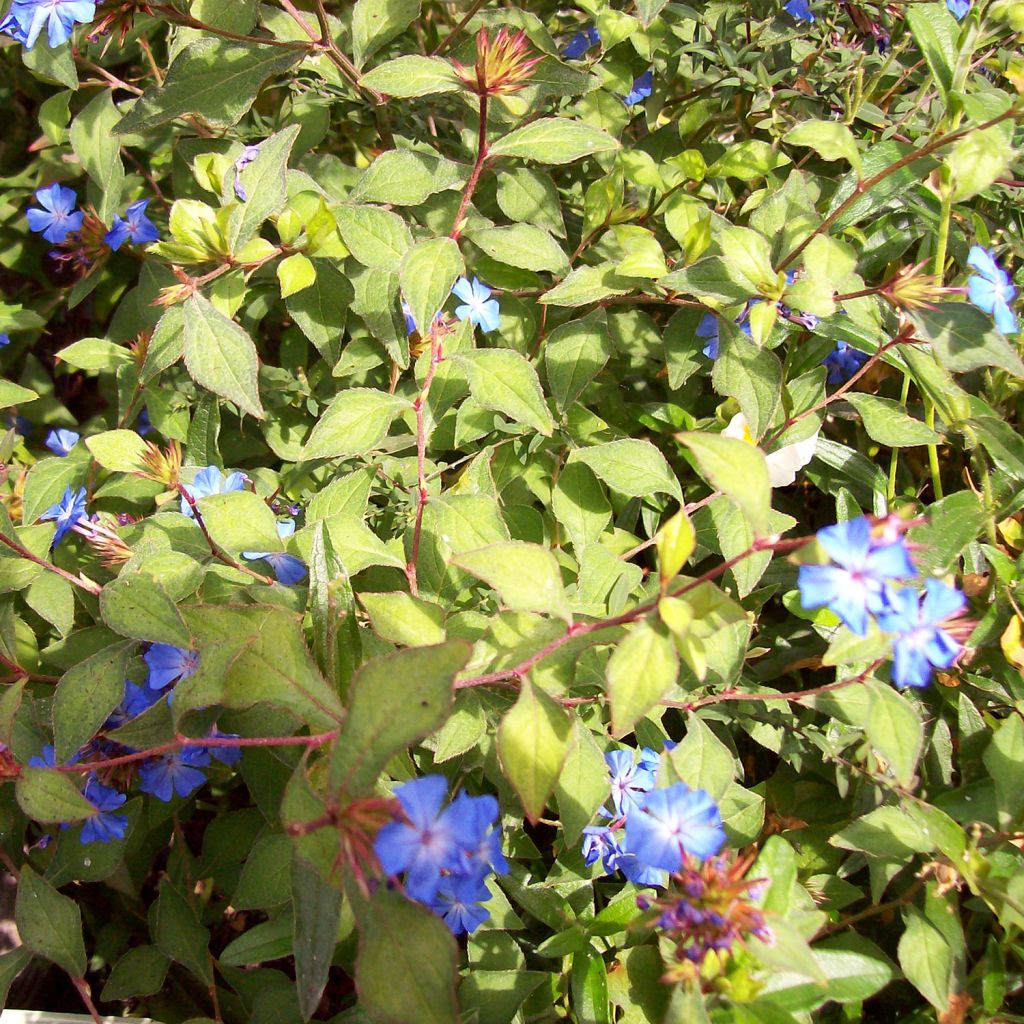 Ceratostigma griffithii, Dentelaire