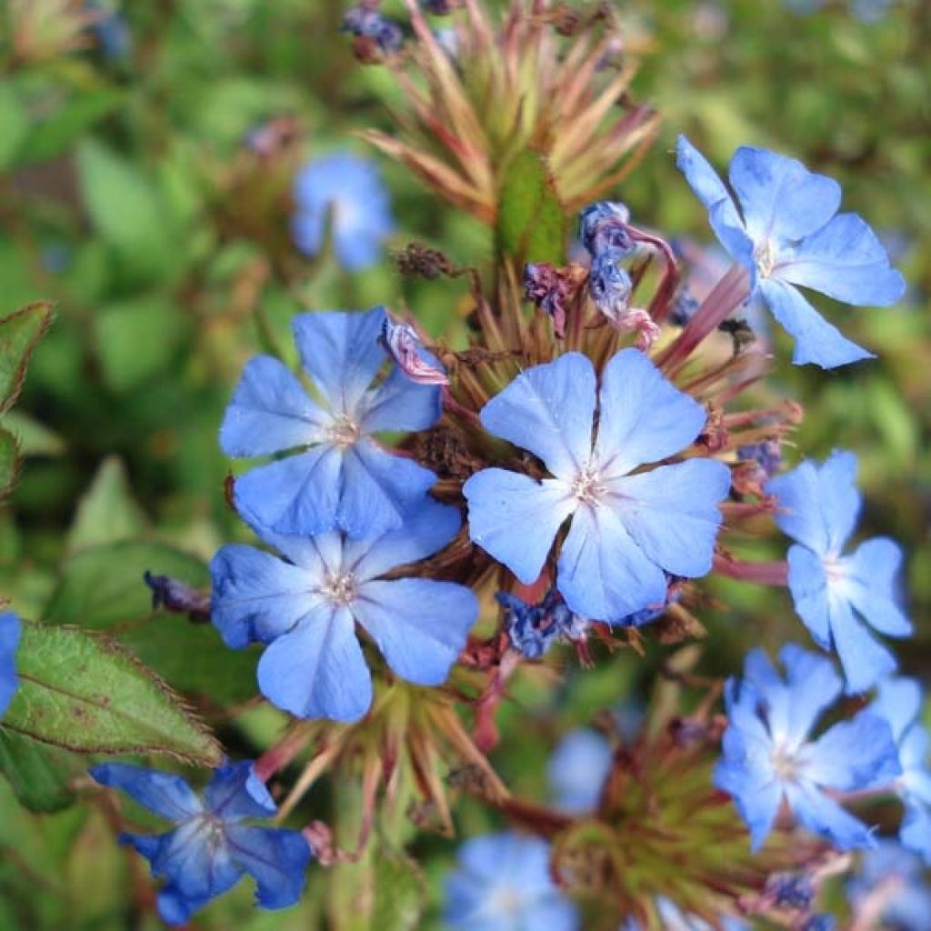 Ceratostigma willmottianum - Dentelaire