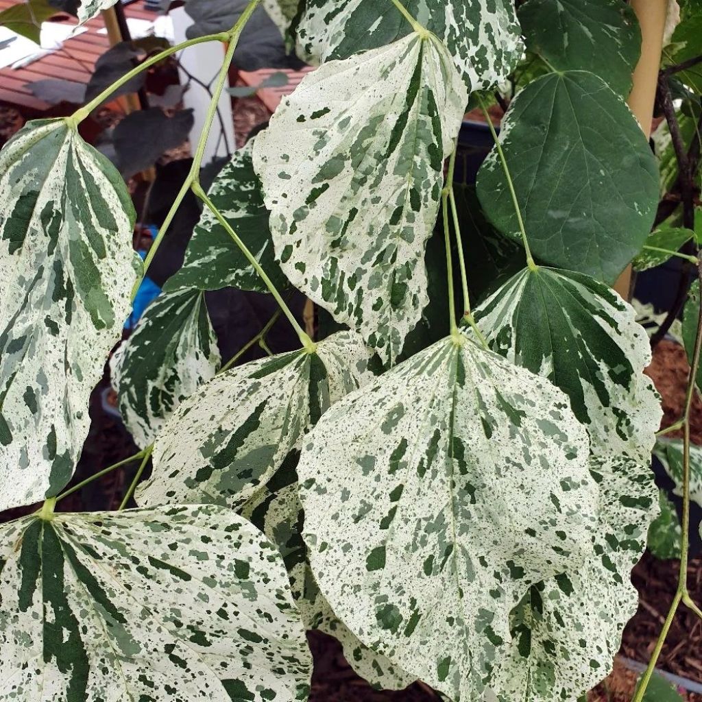 Cercis canadensis Alley Cat - Gainier du Canada 