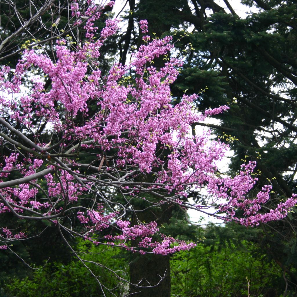 Cercis canadensis Melon Beauty - Arbre de Judée doré