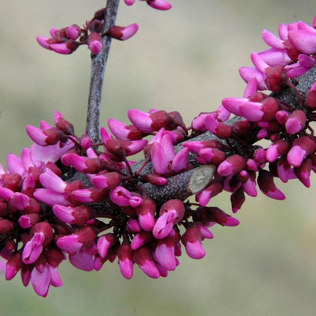 Cercis canadensis Merlot - Gainier du Canada 