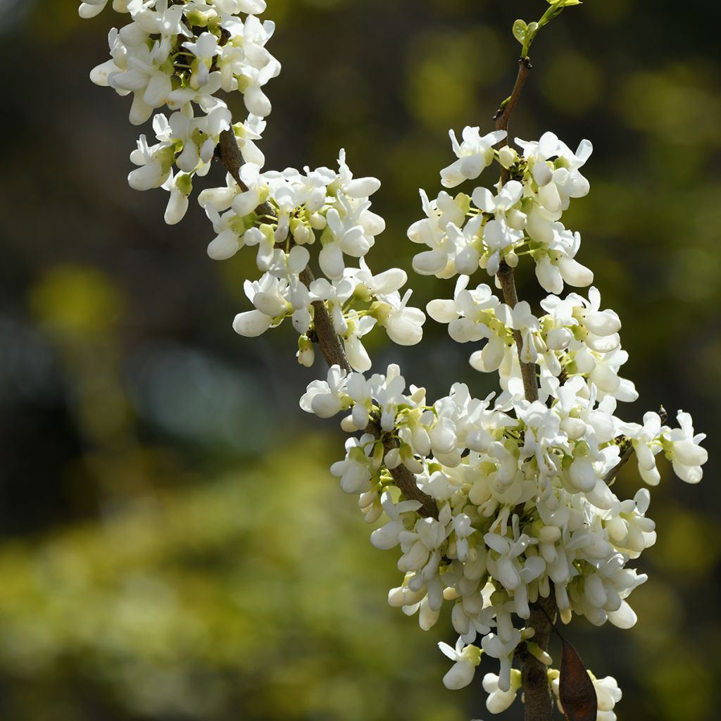 Cercis chinensis Shirobana - Gainier de Chine