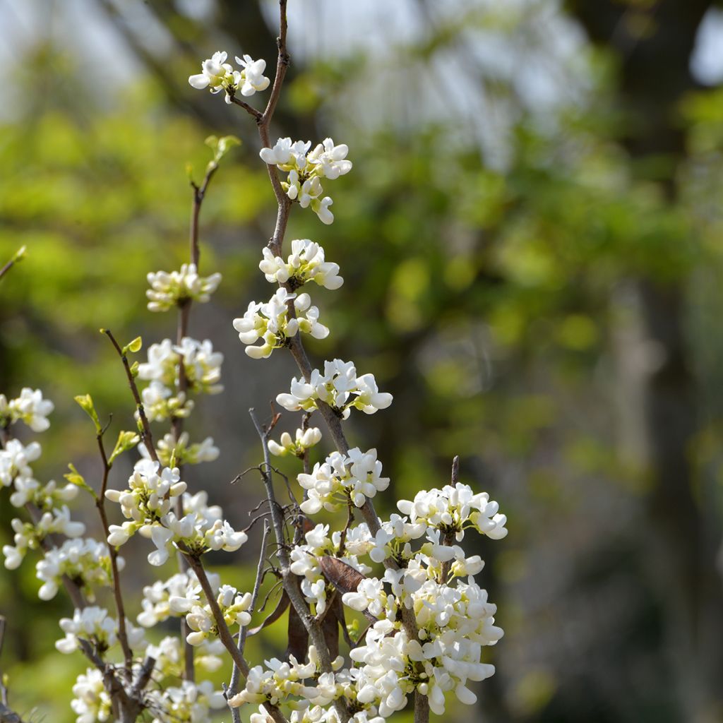 Cercis chinensis Shirobana - Gainier de Chine