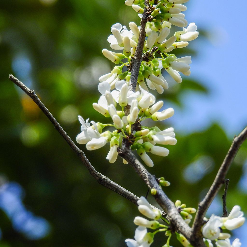 Cercis chinensis Shirobana - Gainier de Chine