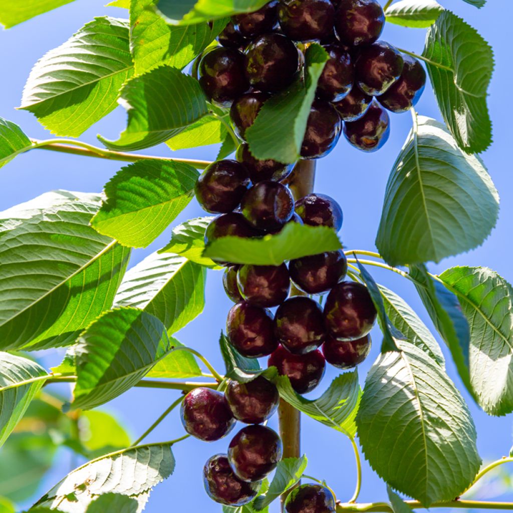 Cerisier Bigarreau Noir de Meched Bio