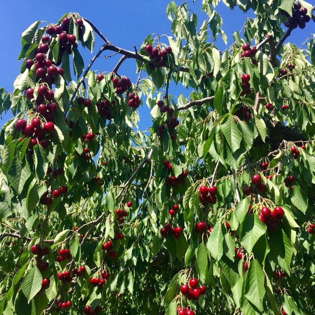 Cerisier Bigarreau Sunburst - Prunus cerasus