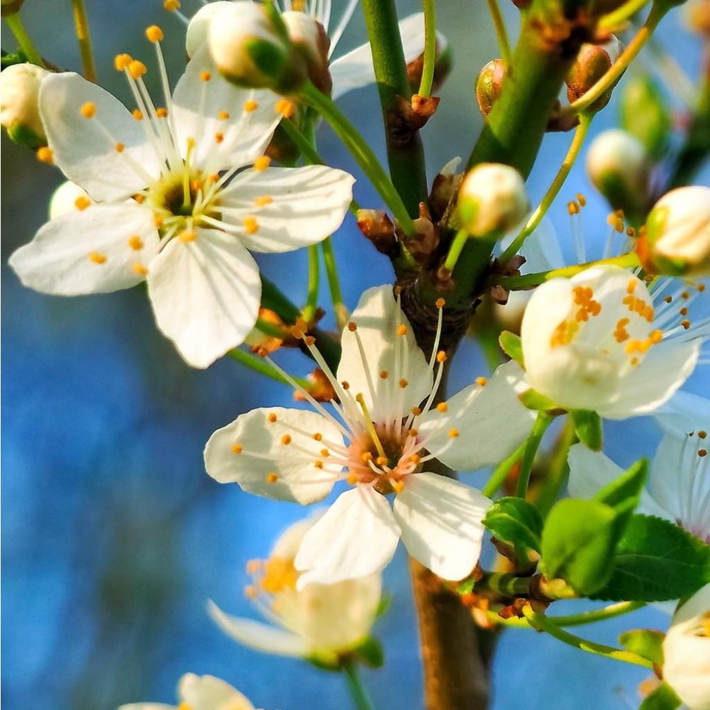 Cerisier Griotte du Nord - Prunus cerasus