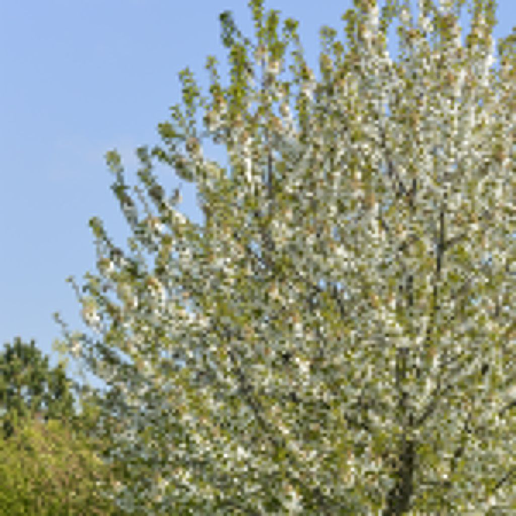 Cerisier - Prunus cerasus Kelleriis 16
