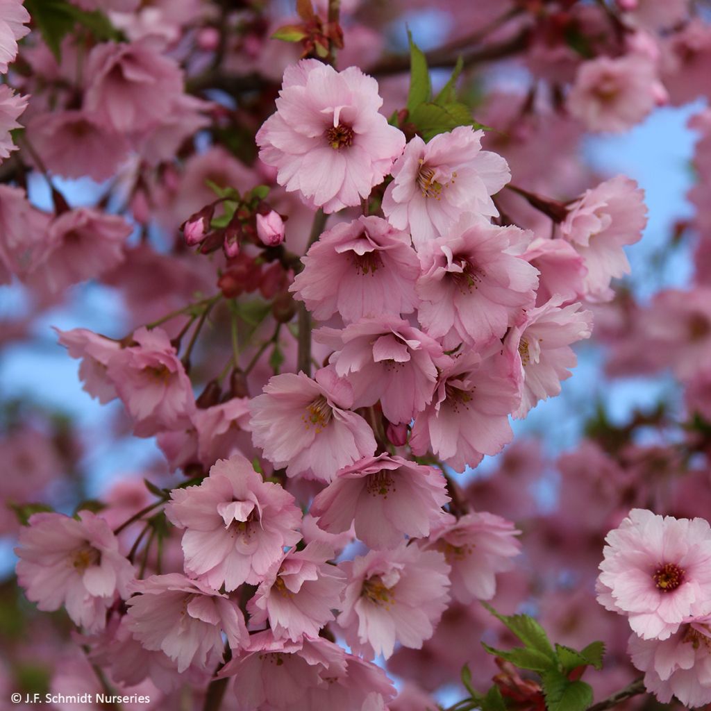 Prunus First Blush - Cerisier à fleurs