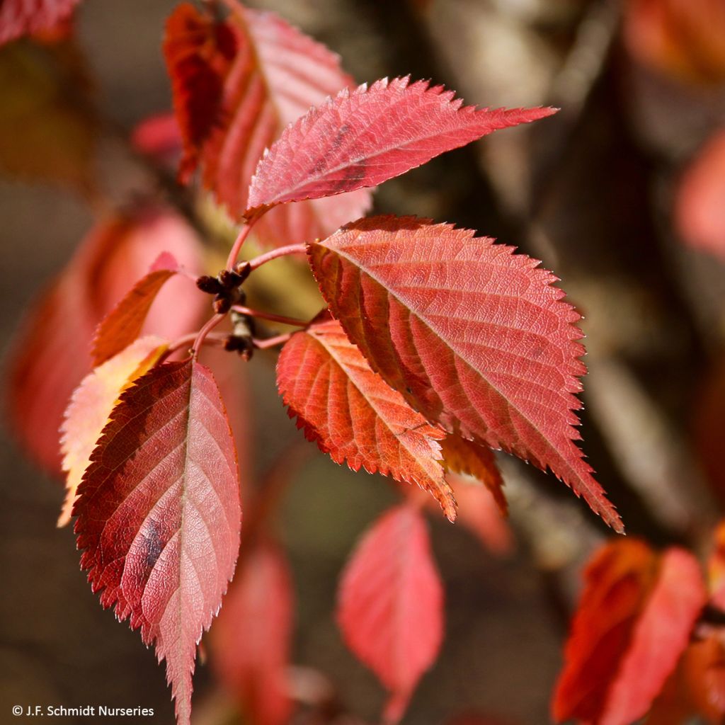 Prunus First Blush - Cerisier à fleurs